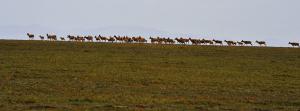 Qinghai–Tibet Railway Scence